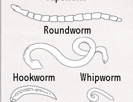 How to know your pet has worms - Flynn Veterinary Centres