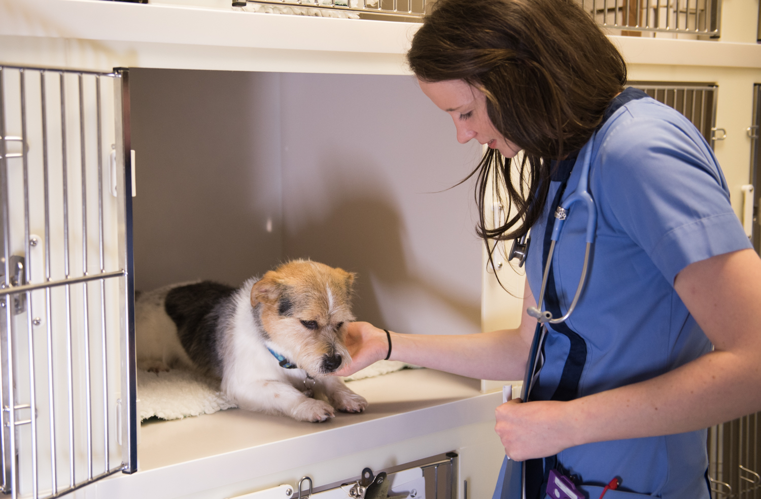 A veterinary consultation at FlynnVets