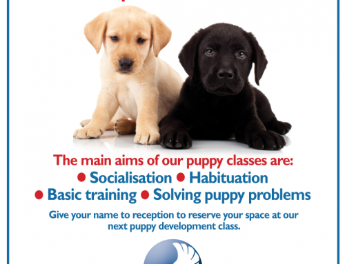Puppy Training Sessions