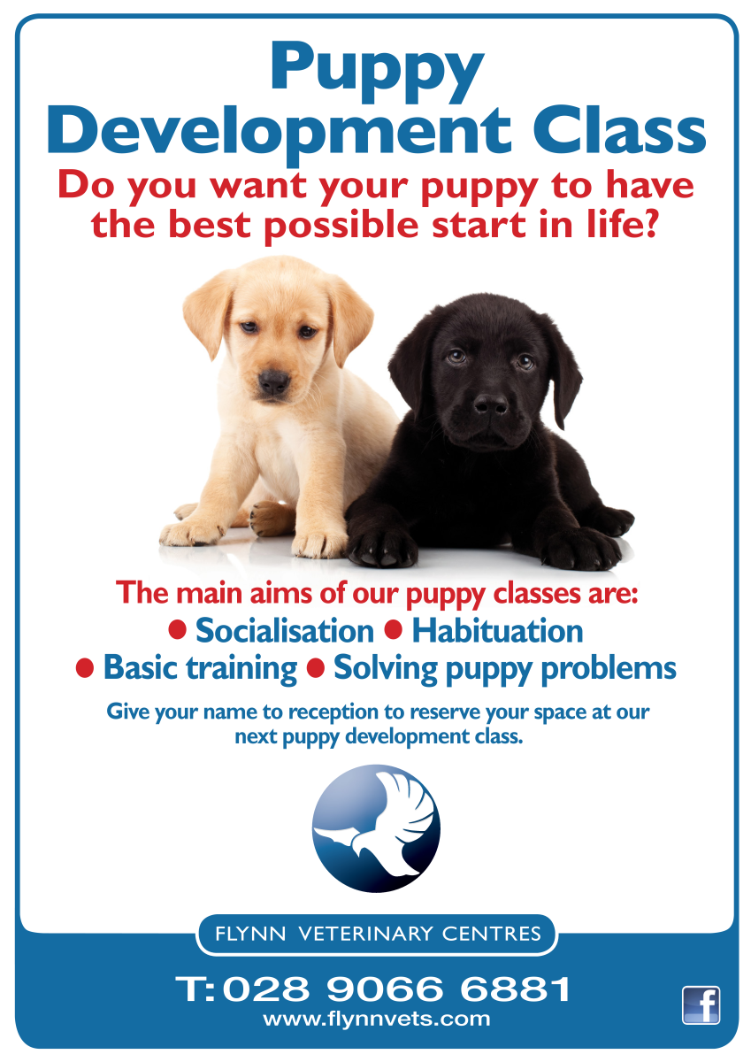 Puppy Training Sessions - Flynn Veterinary Centres