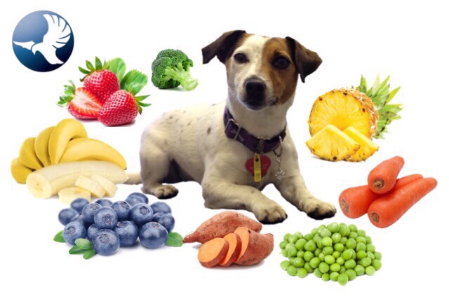 Healthiest food outlet for dogs