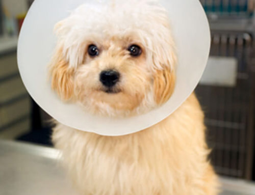 Is spaying really so important?