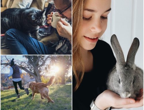 How to choose the right pet for you and your lifestyle
