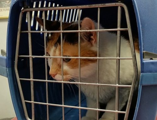 10 tips for transporting your cat