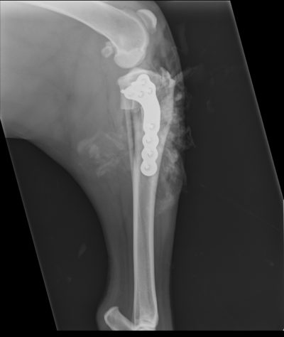 Chucky TPLO Xray