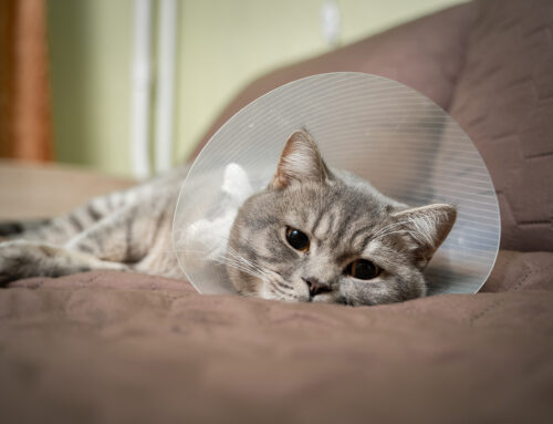 What first aid can I do for my cat? Ten Top Tips for Emergencies.